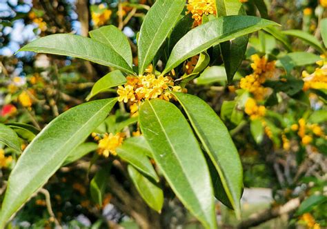 銀桂花|ギンモクセイ（桂花）の特徴や育て方、香りの印象や。